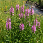 Obedient Plant in nature