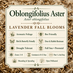 Oblongifolius, Aster Seed