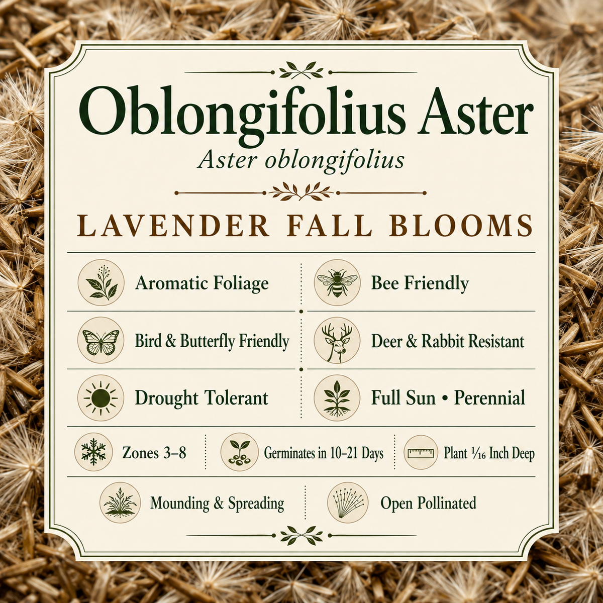 Oblongifolius, Aster Seed