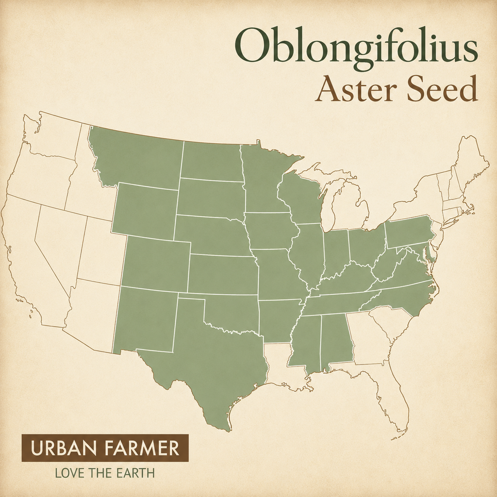 Oblongifolius, Aster Seed