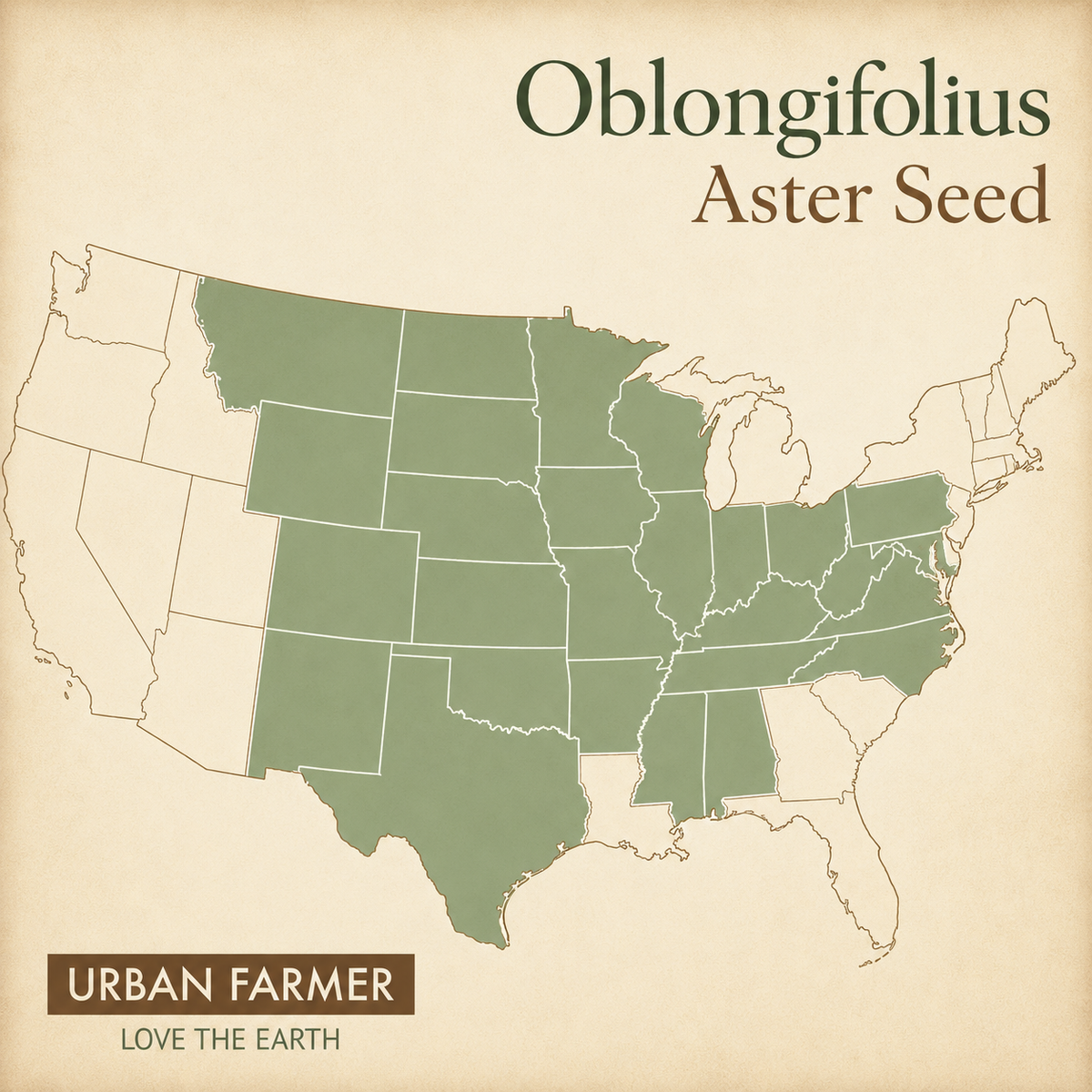 Oblongifolius, Aster Seed