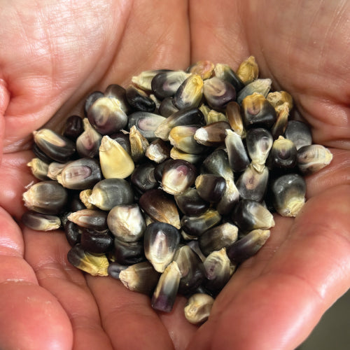 Ohio Blue Clarage, Corn Seed