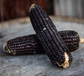 Ohio Blue Clarage, Corn Seed