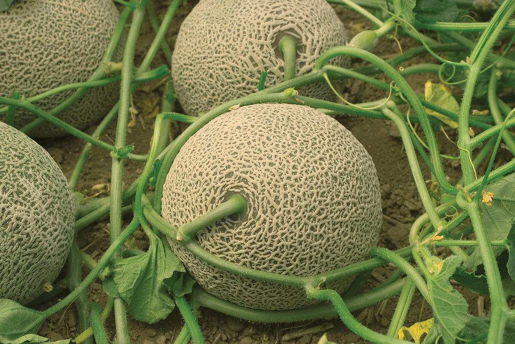 Olympic Express, (F1) Melon Seeds