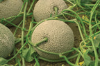Olympic Express, (F1) Melon Seeds