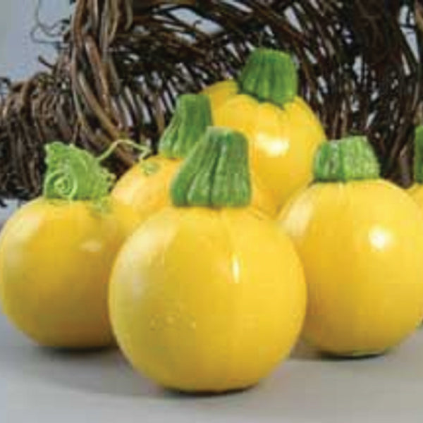 One Ball, (F1) Squash Seeds
