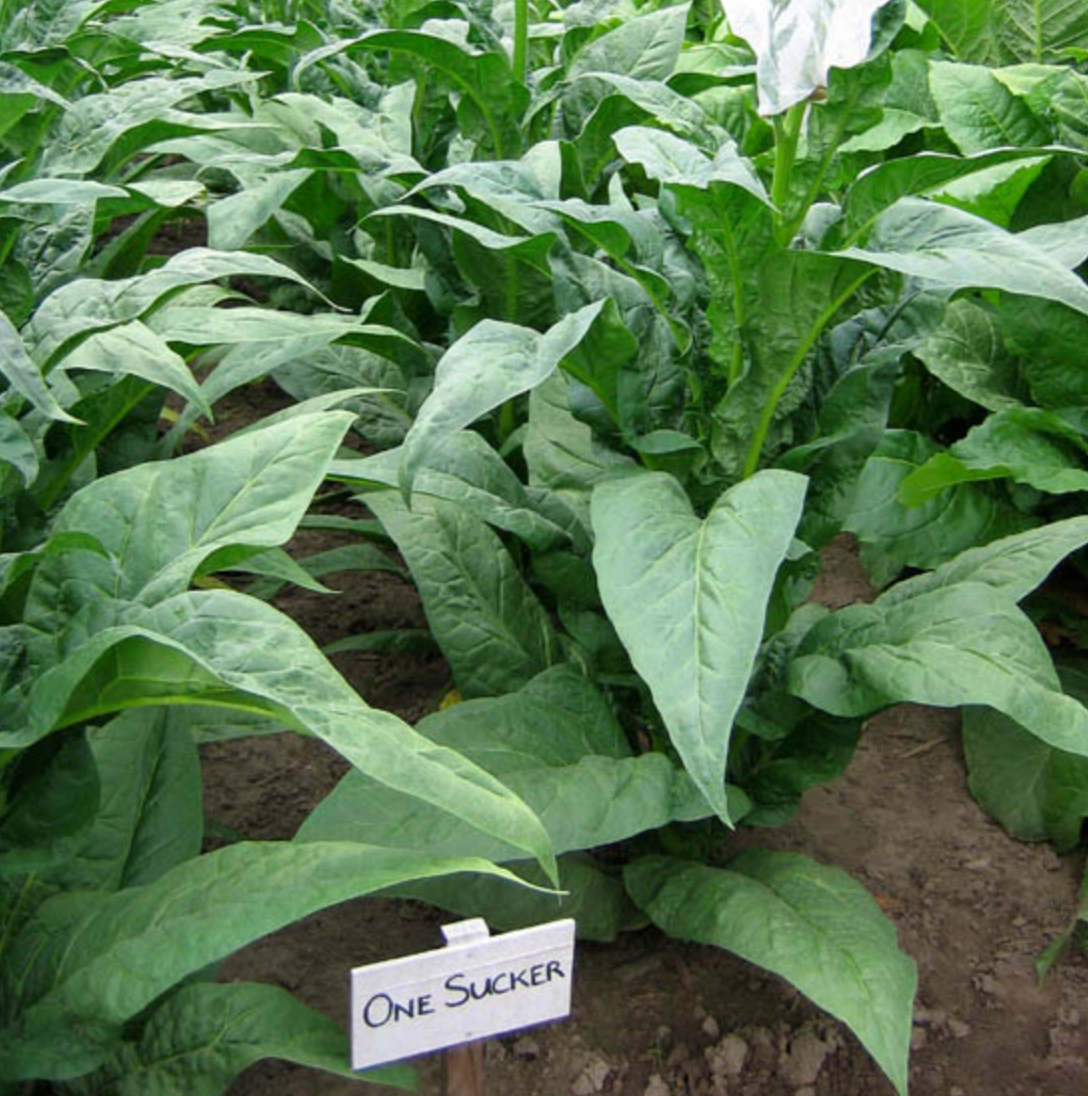 One Sucker, Tobacco Seed