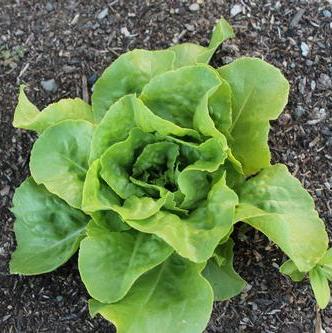 Optima, Lettuce Seeds
