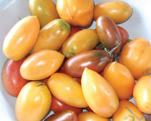 Orange Banana, Tomato Seeds