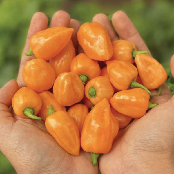 Orange Habanero, Pepper Seeds