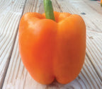 Orange King, Pepper Seeds
