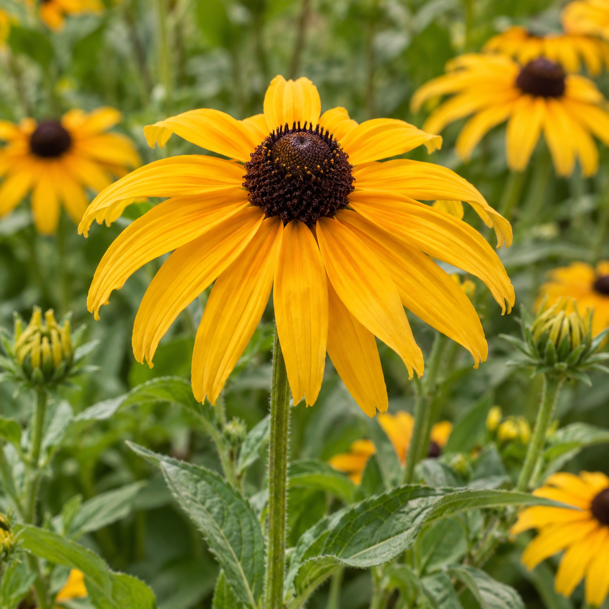 Orange Coneflower, Rudbeckia Seeds