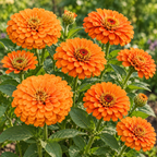 Orange King, Zinnia Seeds