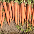 Orange Blaze, Carrot Seeds