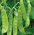 Oregon Sugar Pod II, Pea Seed