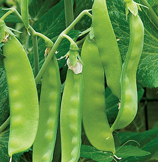 Oregon Sugar Pod II, Pea Seed