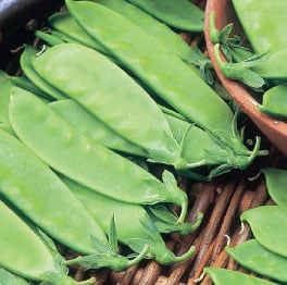 Oregon Giant, Pea Seeds