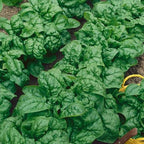 Bloomsdale, Organic Spinach Seed