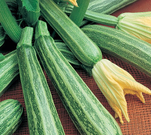 Cocozelle, Organic Zucchini Seeds