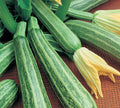 Cocozelle, Organic Zucchini Seeds