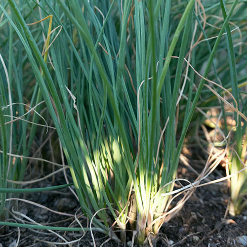 Organic Chive Seeds