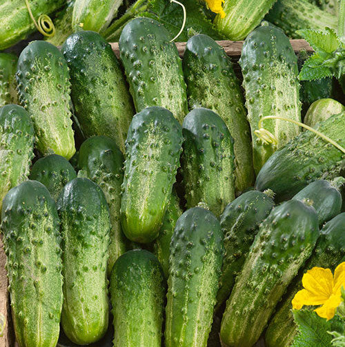 Sumter, Organic (F1) Cucumber Seeds
