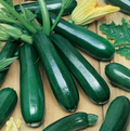 Black Beauty, Organic Zucchini Seeds