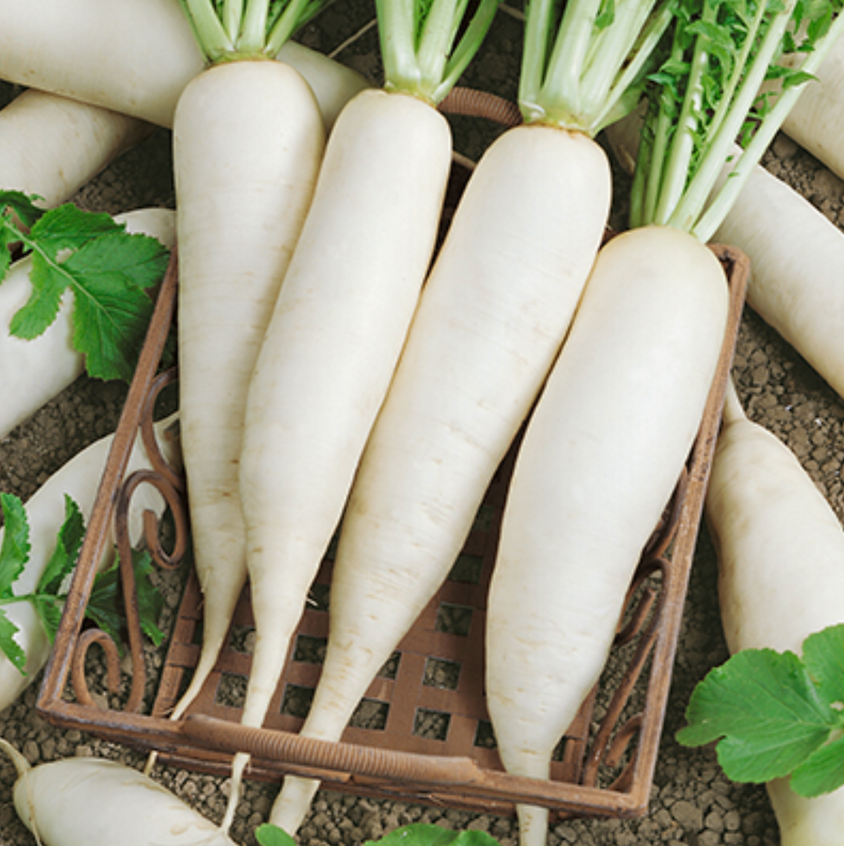 Daikon, Organic Radish Seeds