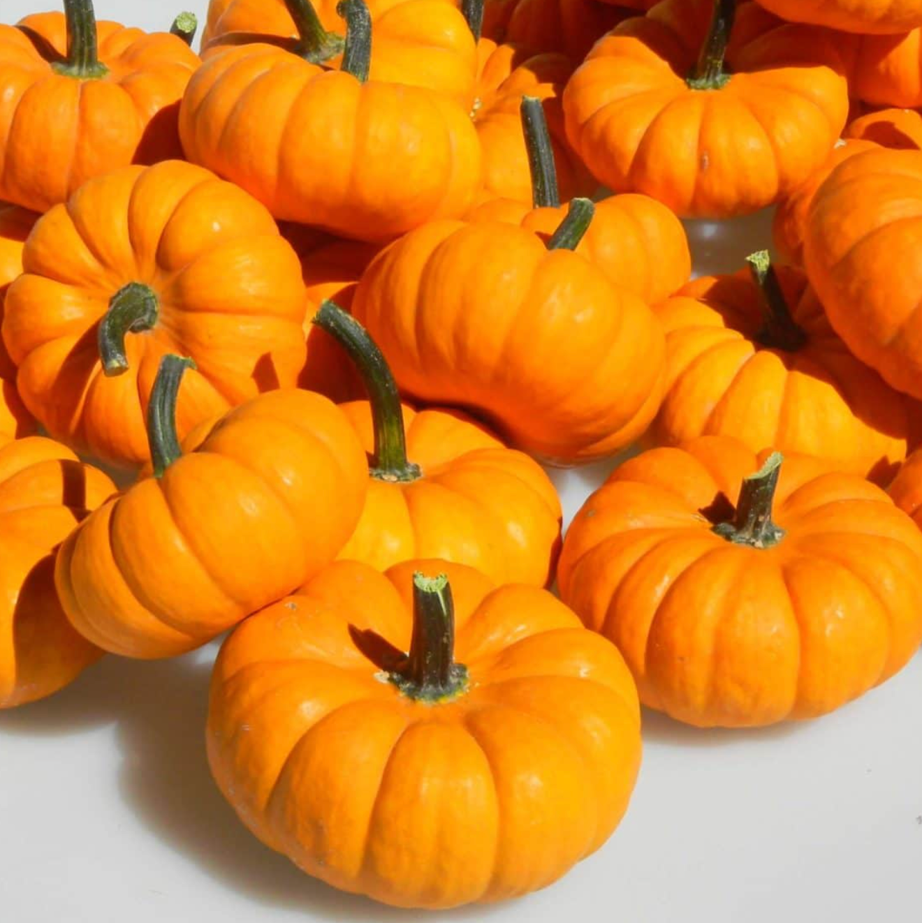 Jack Be Little, Organic Pumpkin Seeds