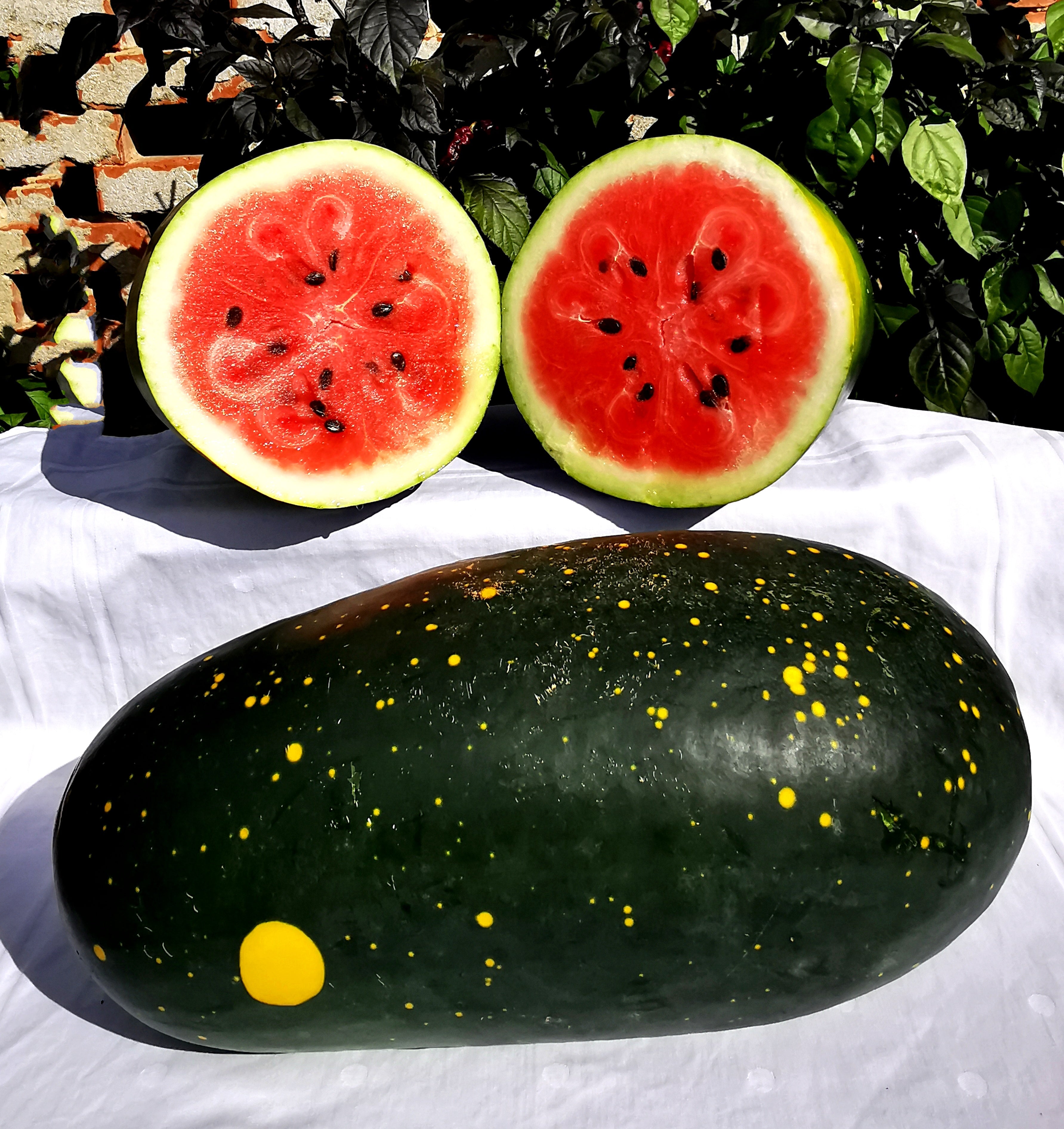 Moon & Stars Red, Organic Watermelon Seed