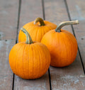 Small Sugar, Organic Pumpkin Seeds
