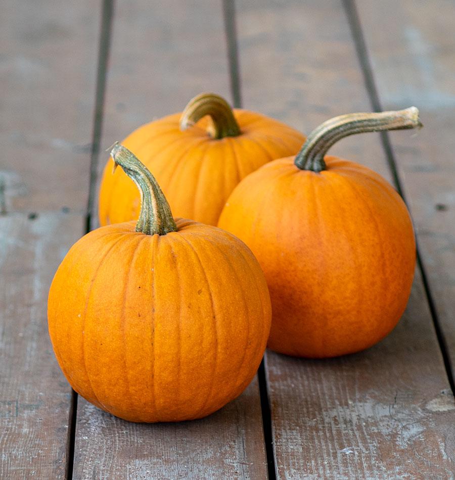 Small Sugar, Organic Pumpkin Seeds