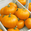 Spookie, Organic Pumpkin Seeds