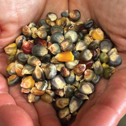 Oaxacan Green, Corn Seed