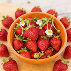 Ozark Beauty Everbearer, Strawberry Plants