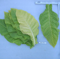 PYKY 171, Tobacco Seed