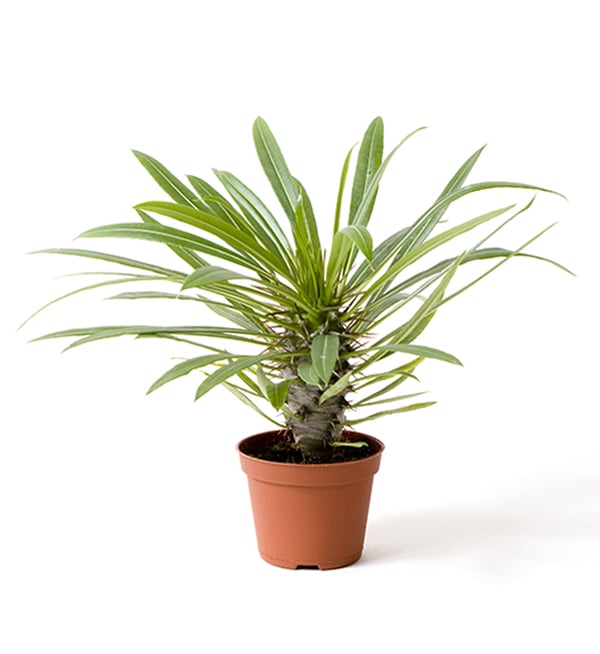 Madagascar, Palm Seed