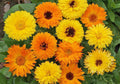 Pacific Beauty Mix, Calendula Seeds