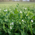 Packer Forage Peas field crop