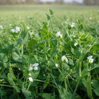 Packer Forage Peas field crop