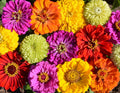 Painted Wagon, Zinnia Seeds