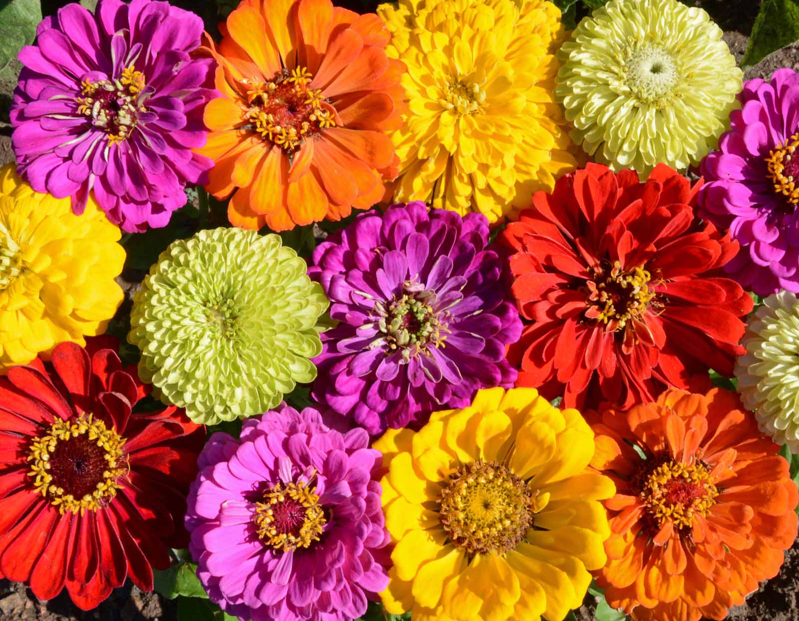 Painted Wagon, Zinnia Seeds
