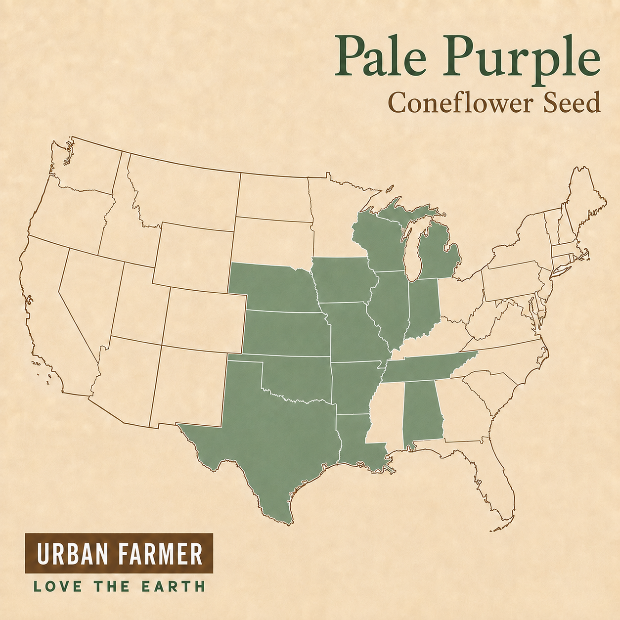 Pale Purple, Coneflower Seed