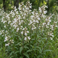 Pale Beardtongue, Penstemon Seeds
