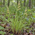 Pale Sedge, Carex Seed