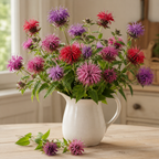 Panorama Mix Bee Balm cut flower