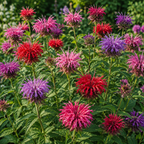 Panorama Mix Bee Balm plant close-up