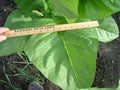 Paris Wrapper, Tobacco Seed