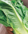 Parris Island Cos, Lettuce Seeds