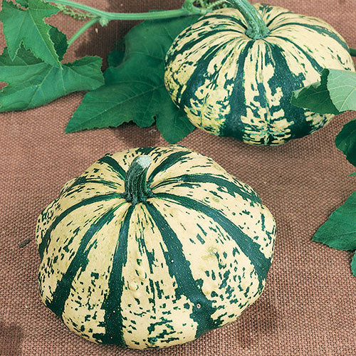 Partial Eclipse, (F1) Squash Seeds